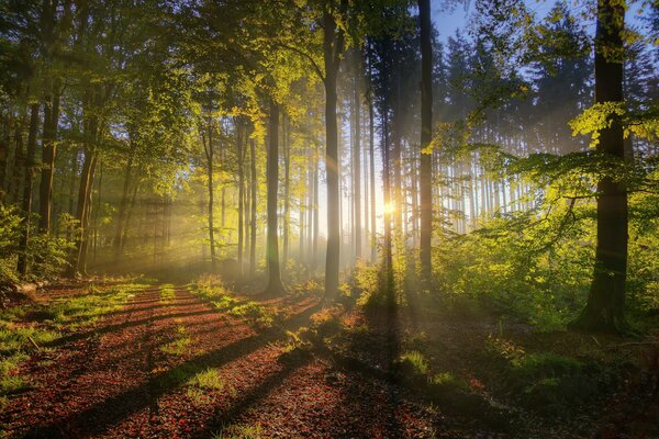 Bright rays of the sun break through the trees