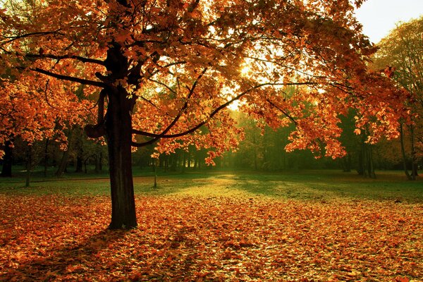 Colorful landscape with autumn tree and fallen leaves
