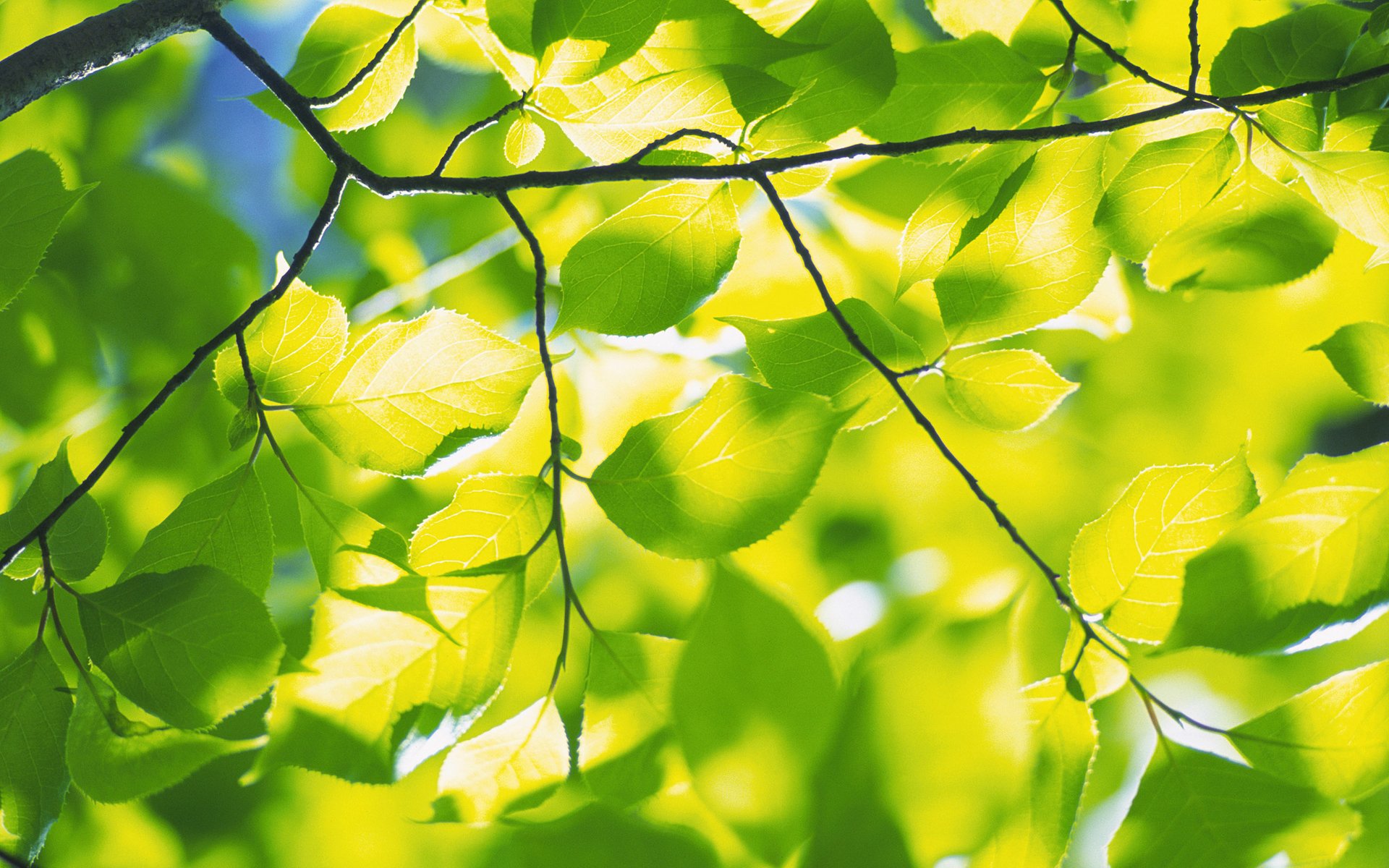 nature spring leaves foliage green freshness branch branches tree