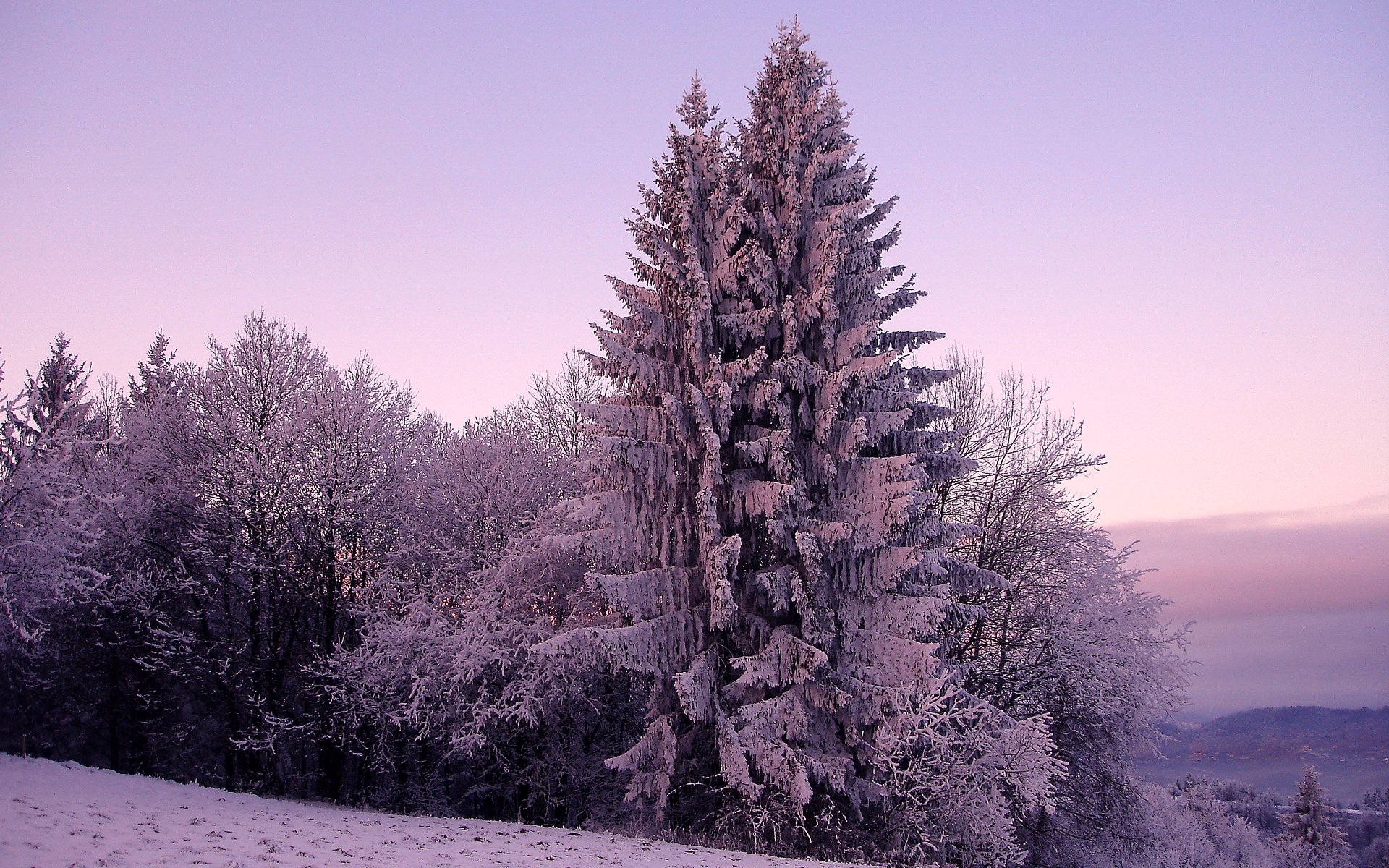 winter nature spruce spruce trees tree snow cold frost sky hill