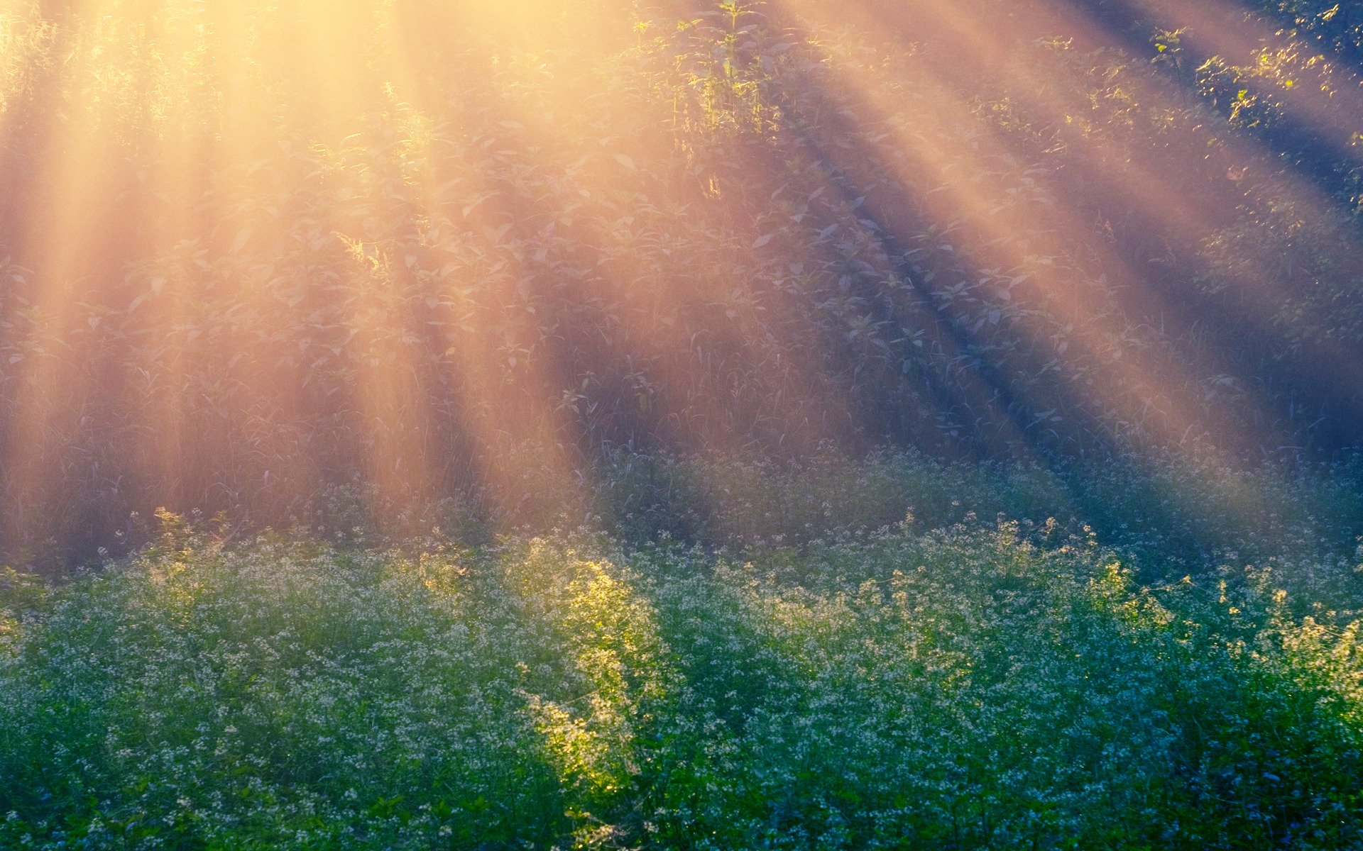 morning sun rays field morning