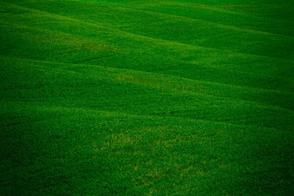 Green grass on a huge field