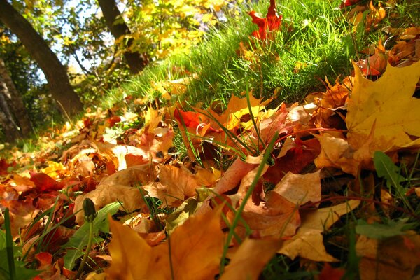 Fallen leaves from trees in autumn