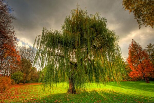 Autumn nature in the park, big willow