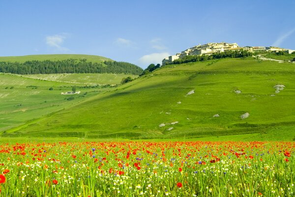 Green hills and fields of Italy with poppies