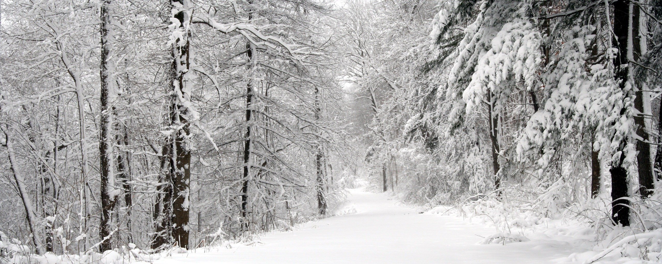 tree snow road