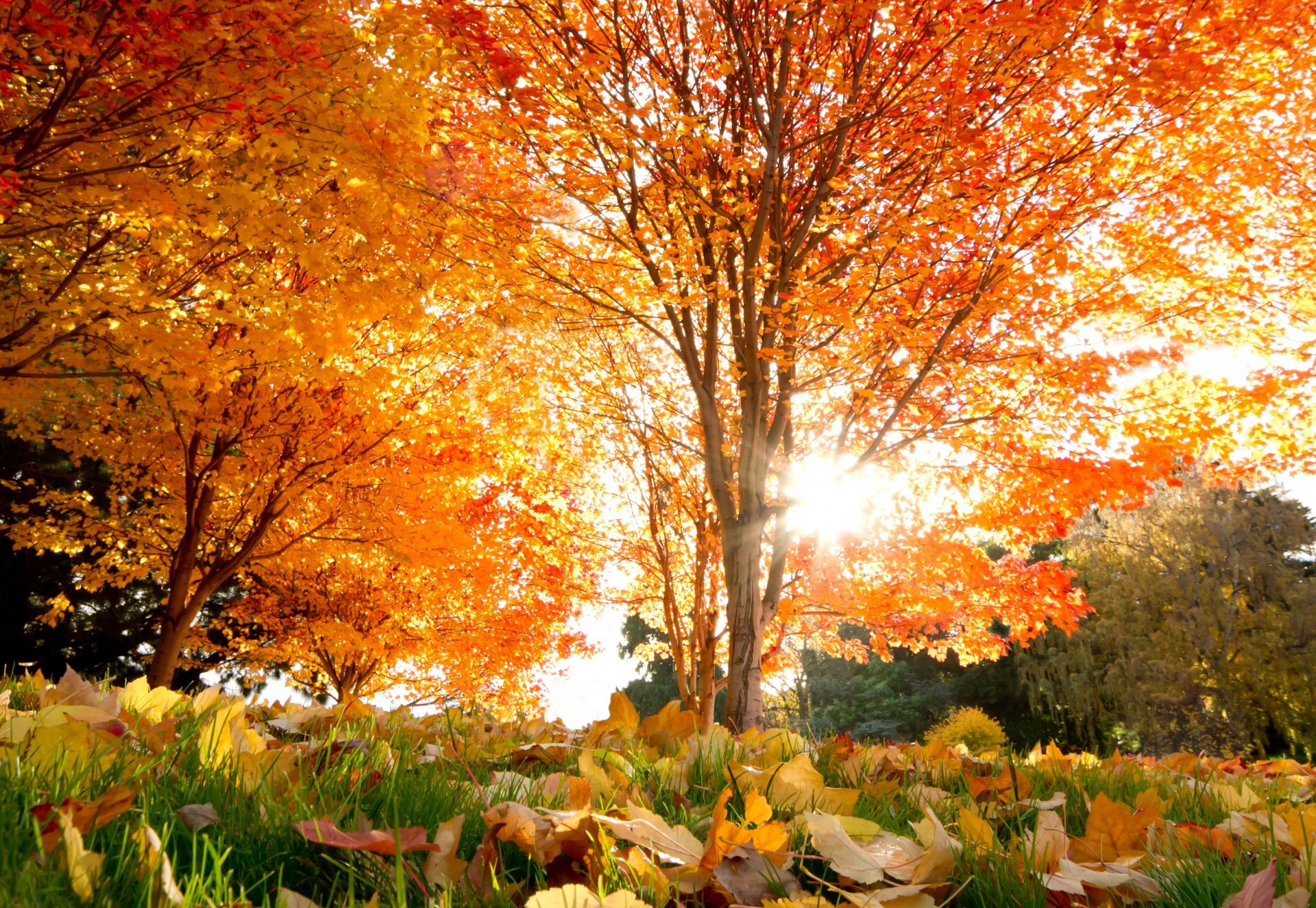autumn beautiful tree maple leave