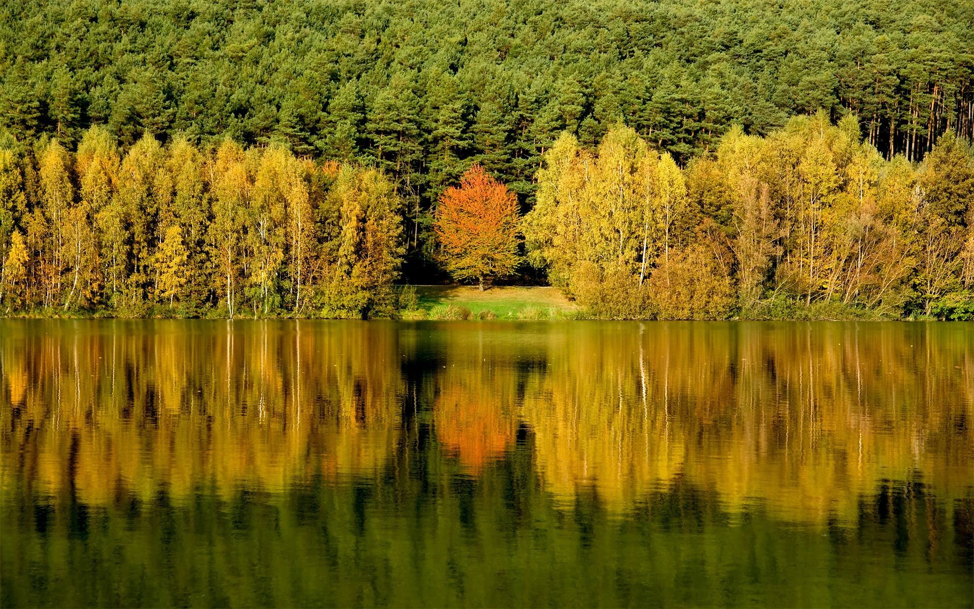 forest tree water reflection