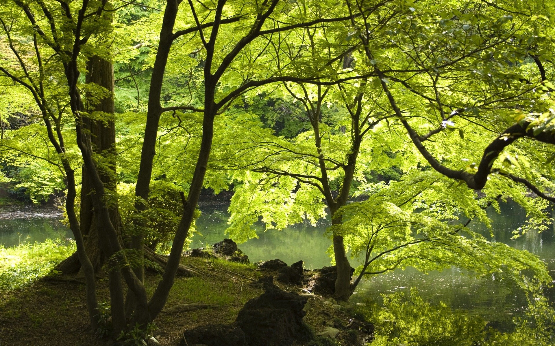 forest tree river