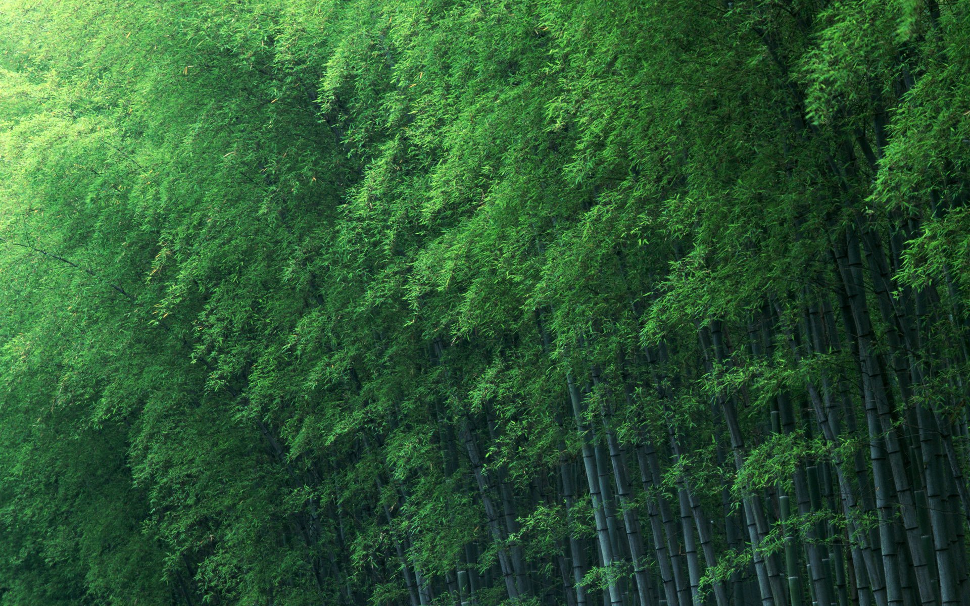 bamboo tree green