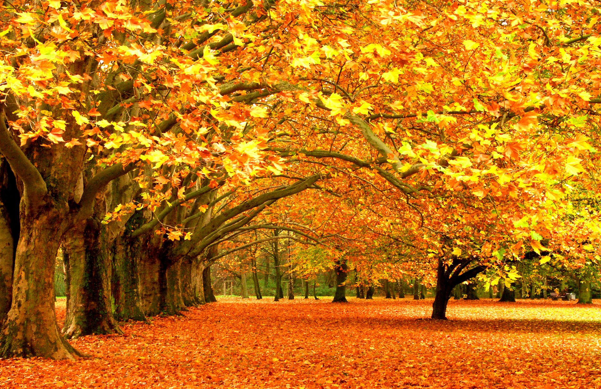 leaf foliage tree leaves park forest tree