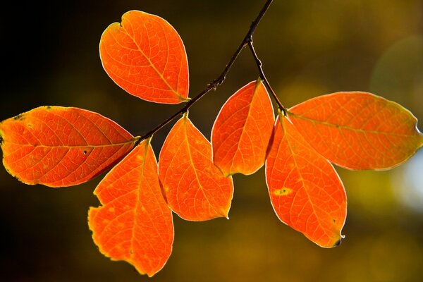 Autumn leaf hanging from a tree
