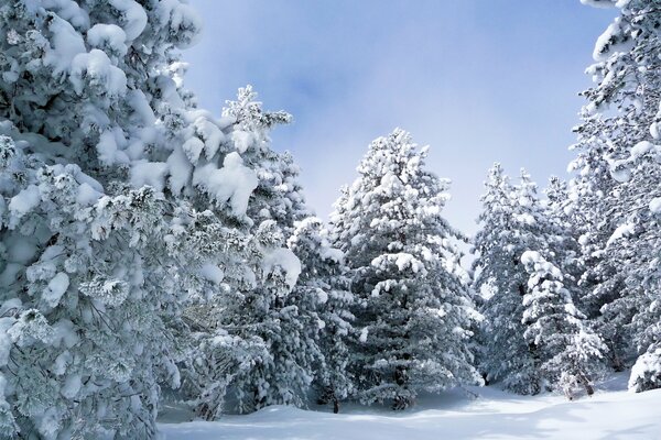 The forest is buried under a thick layer of snow