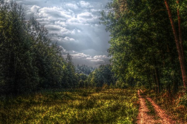 Forest road to the distance