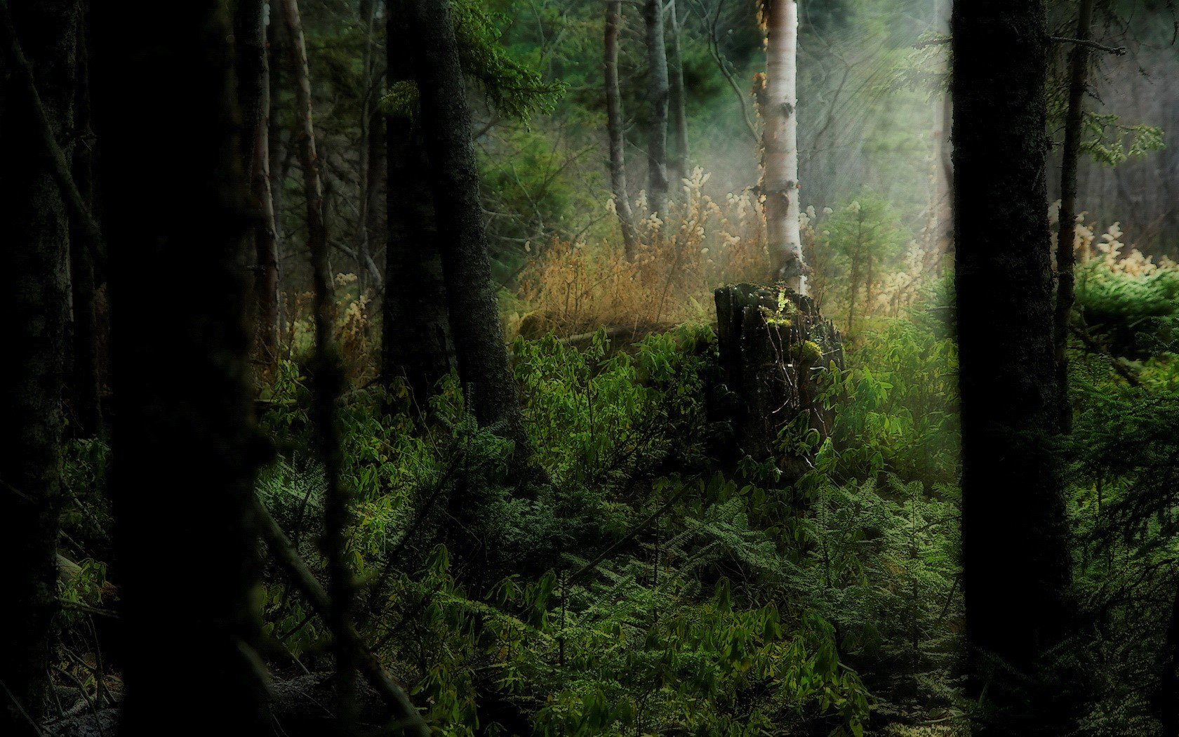 forest gra
