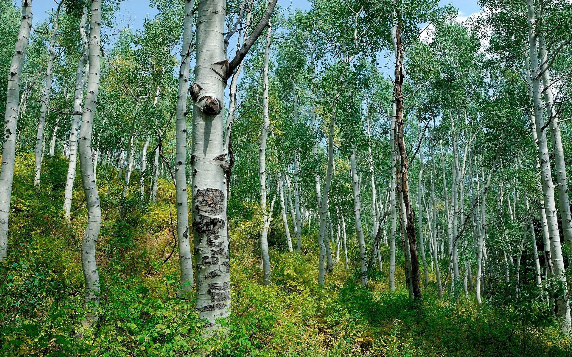 forest birch bush