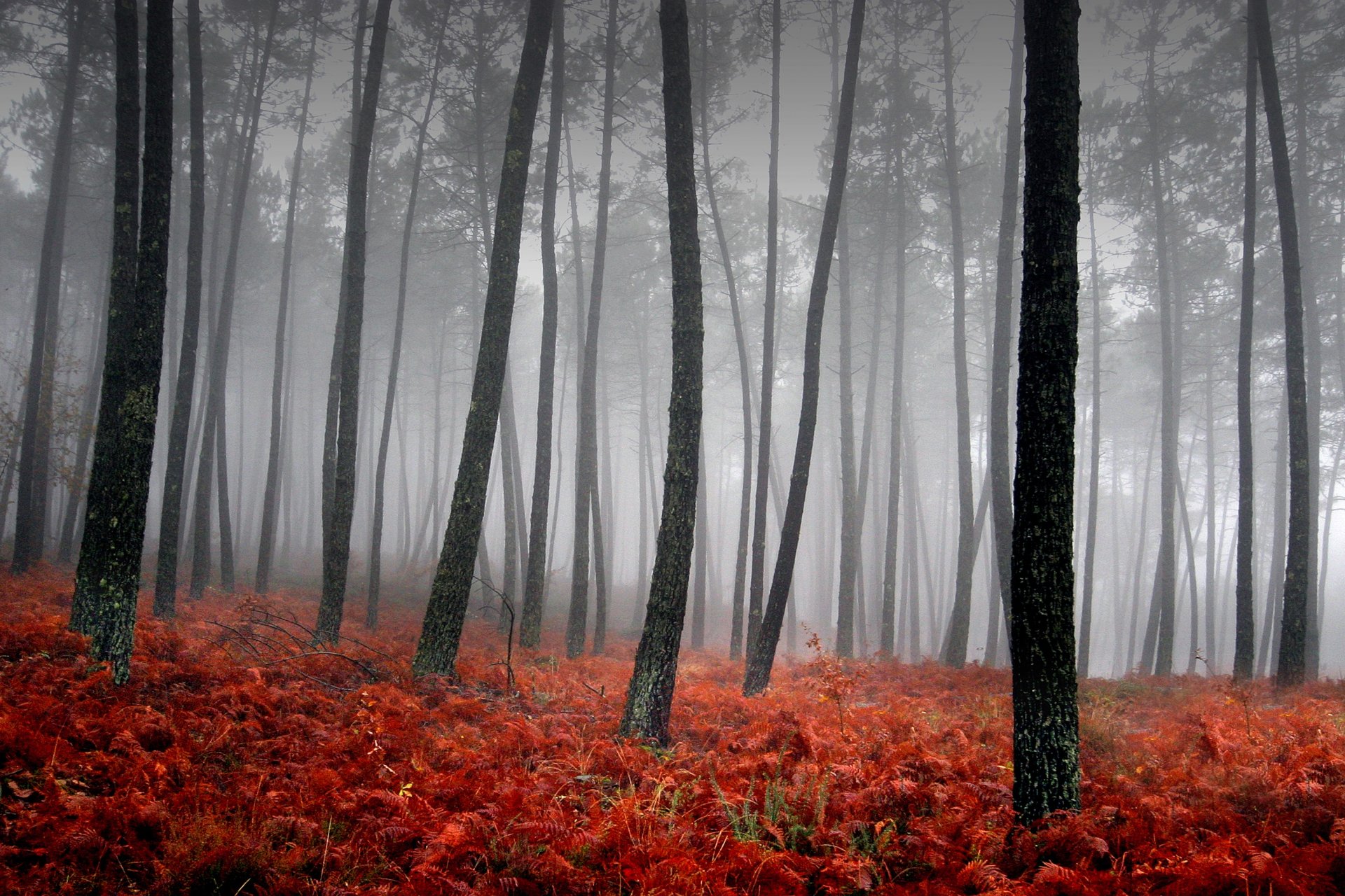 fog tree red gra