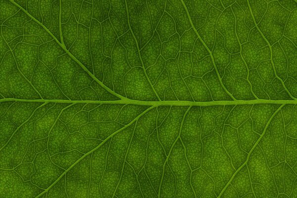 Green leaf background close-up