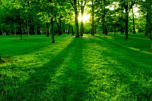 The rich green color of the clearing