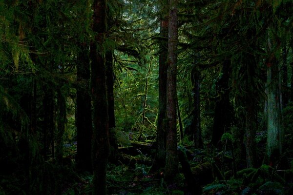 The trees in the forest thicket on the north side are covered with moss