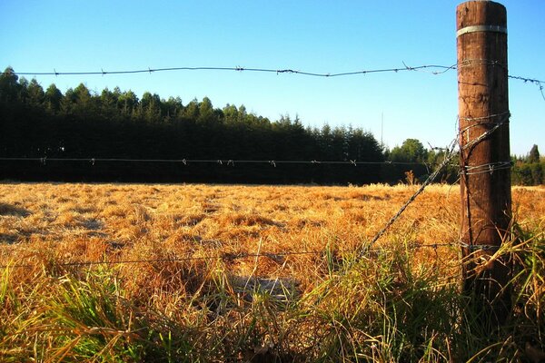 Fence near the forest in the field