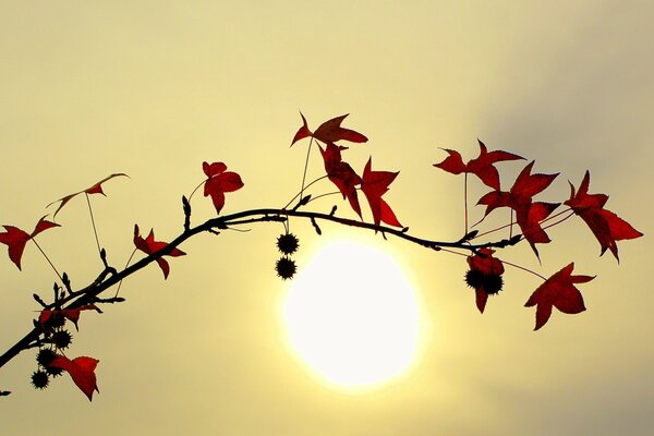 Red leaves on the background of the sun