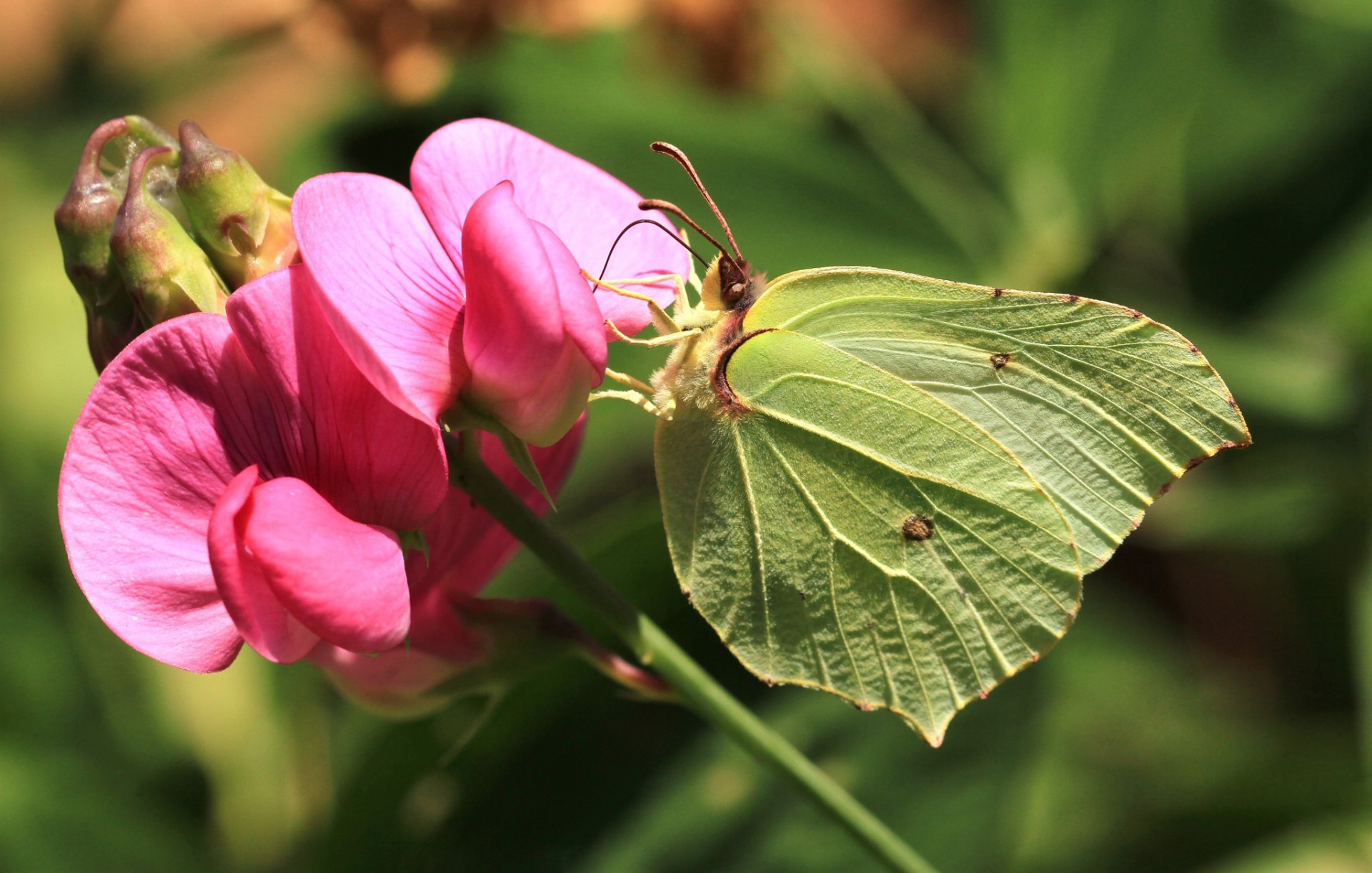 gonepteryx rhamni gonepteryx butterfly flower close up