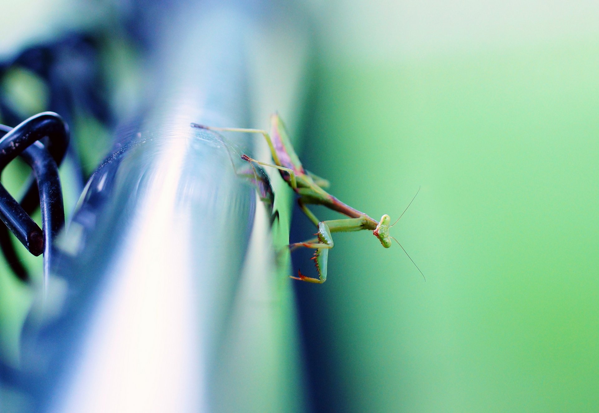 urface metal pipe insect mantis background