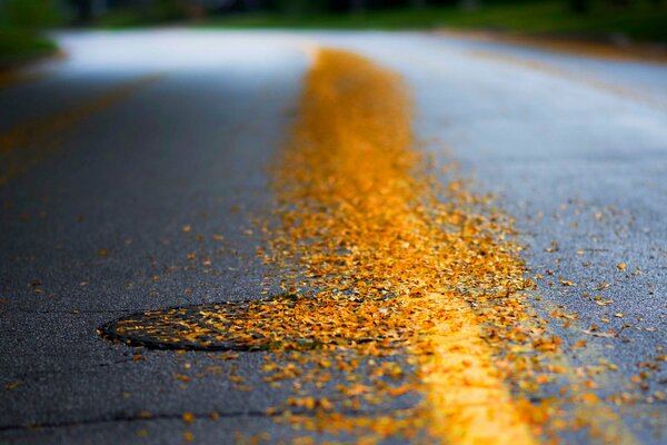 Wet asphalt with yellow leaves