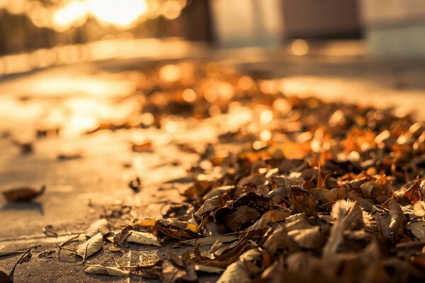 Fallen dry leaves on the sidewalk