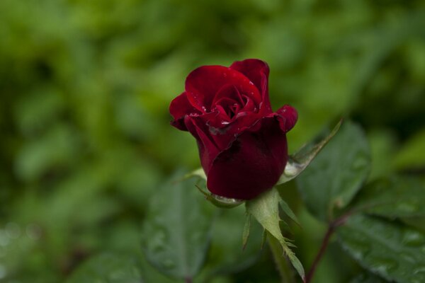 Macro photo of a burgundy rose bud
