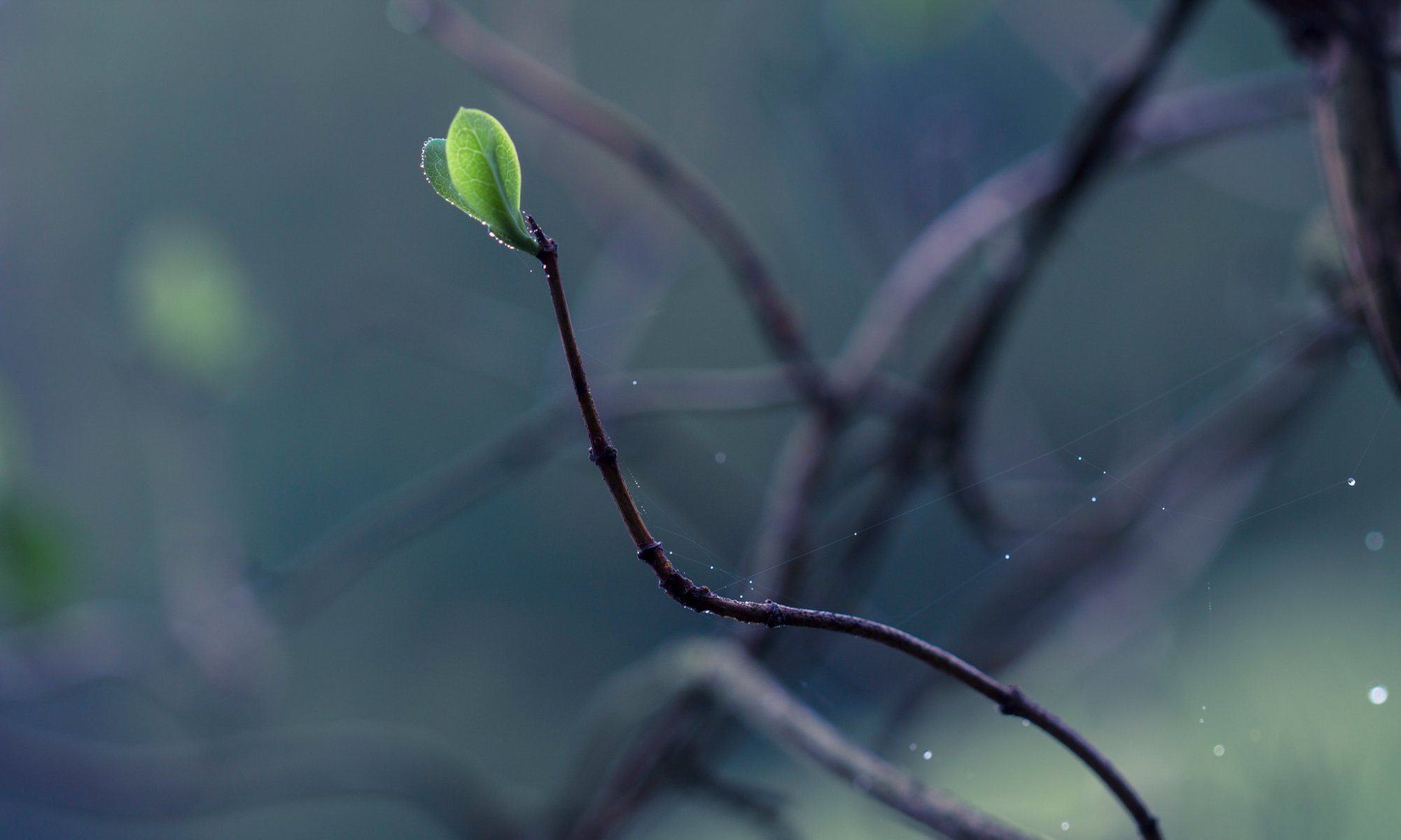 close up branches foliage putin drop