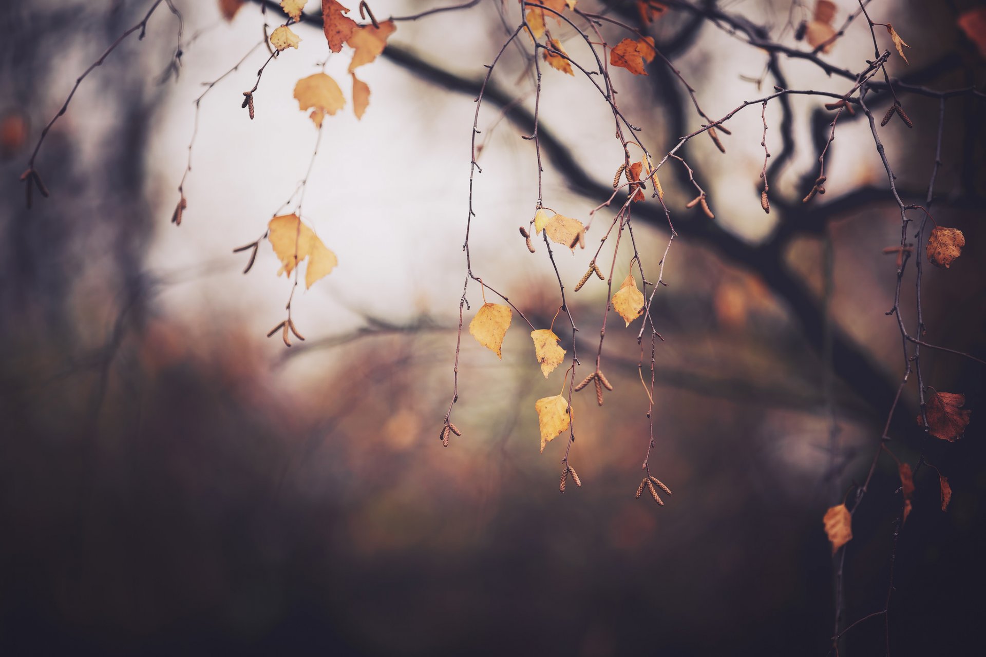 autumn november tree branches foliage