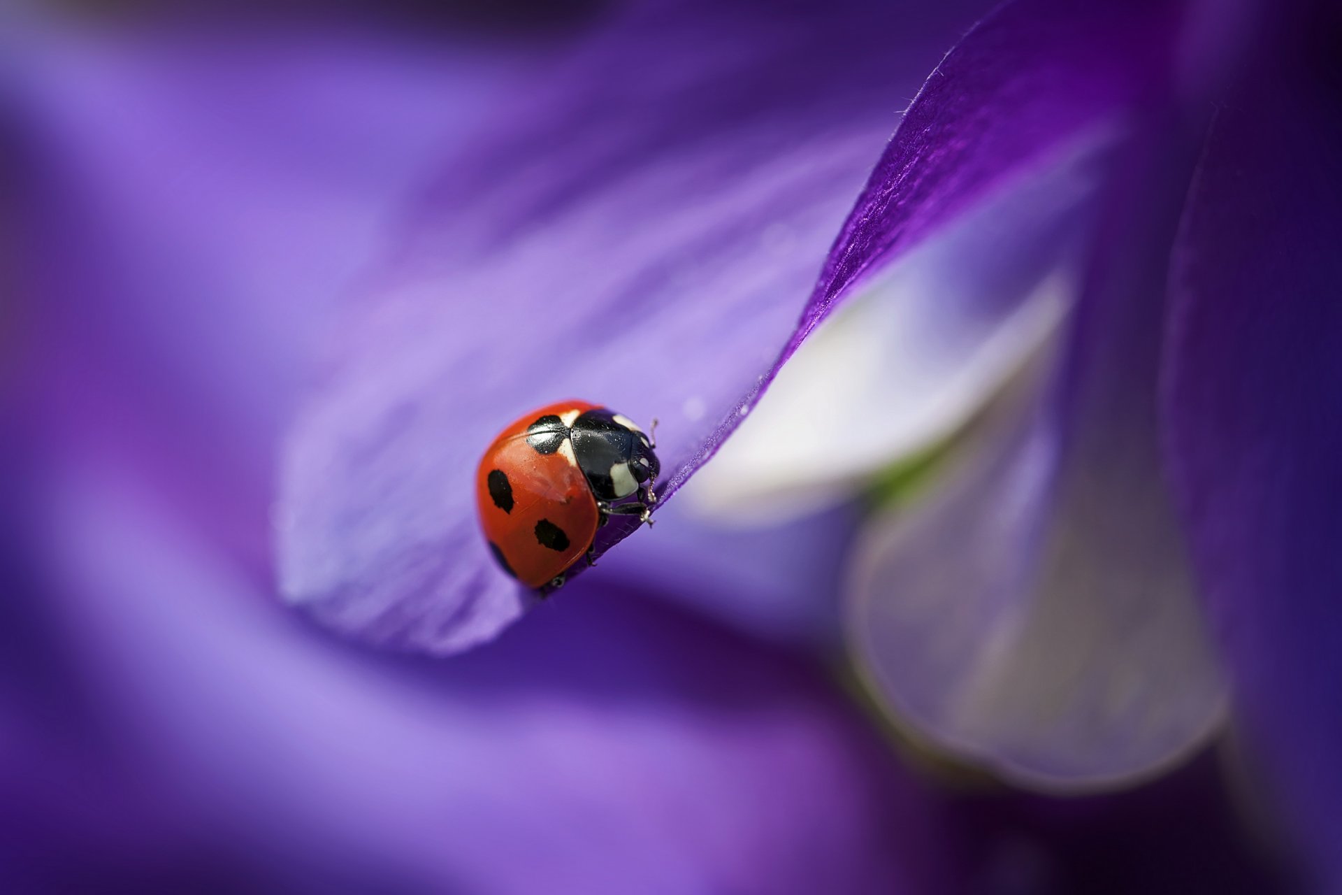 flower purple petals ladybug