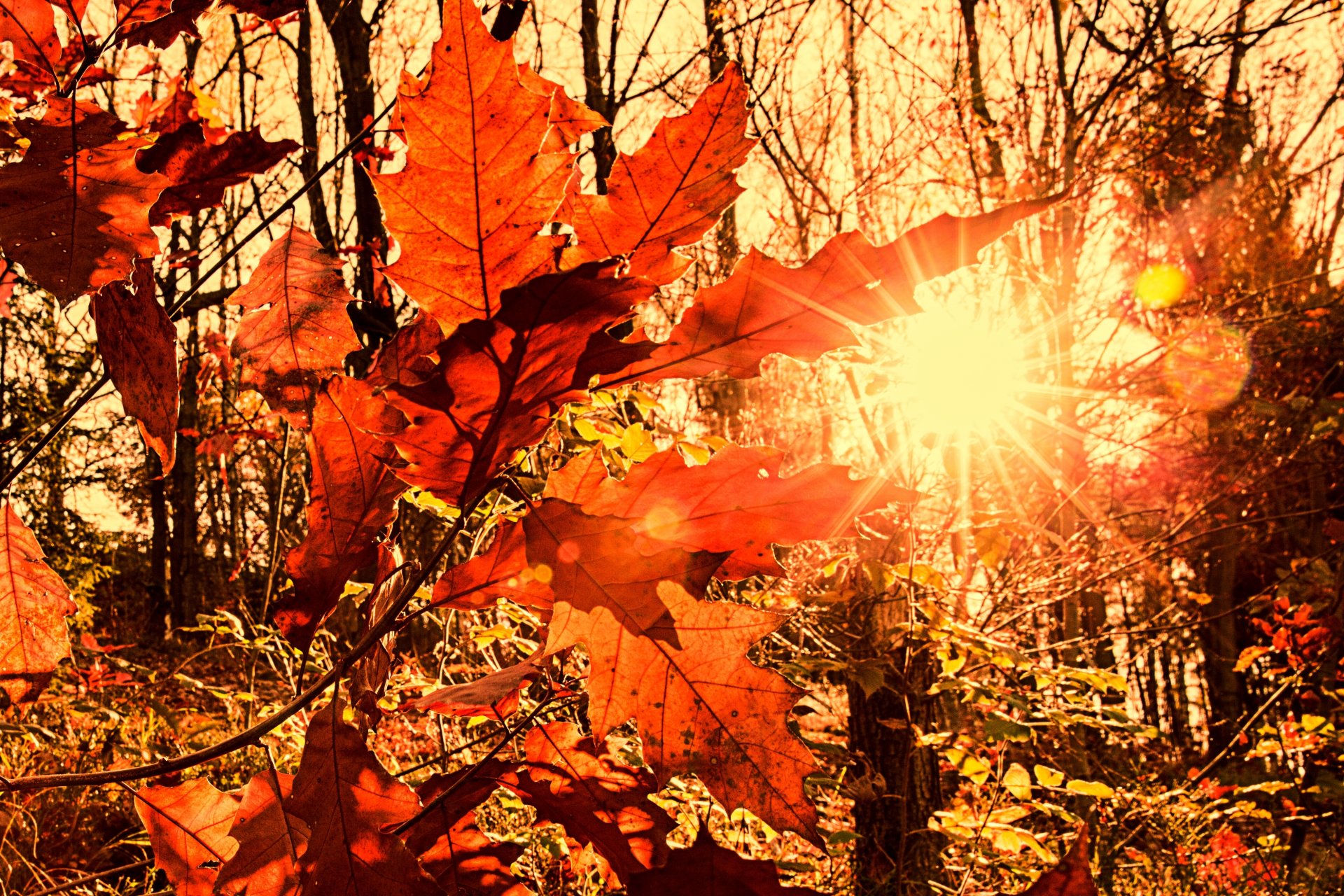foliage autumn sun rays light blur