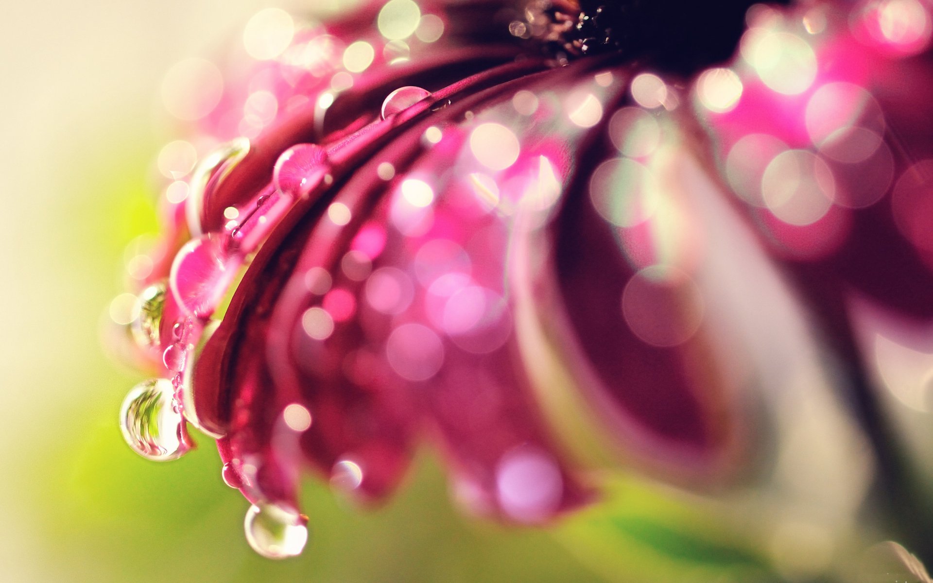 flower petals drops water rosa