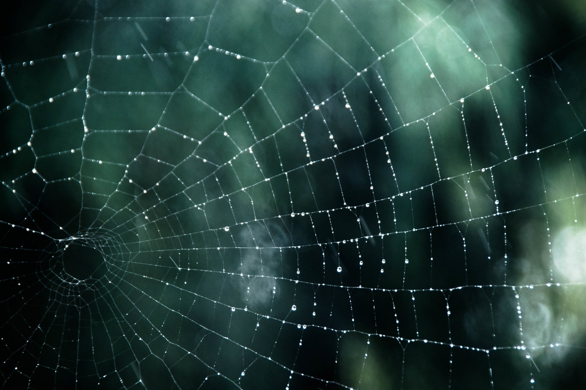 web drops bokeh