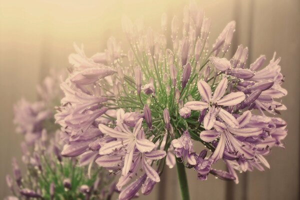 Delicate flowers on a blurry background