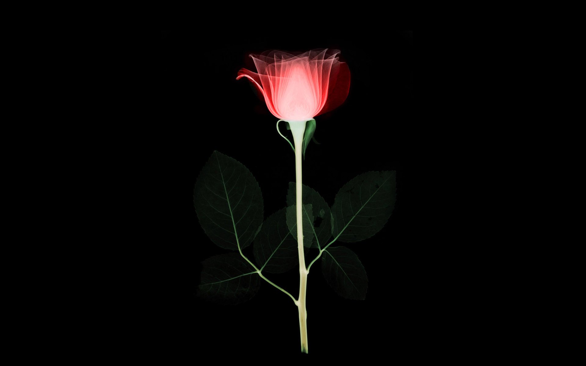 wallpaper rose flower bud the stem petals leave