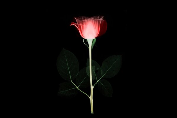 A rose flower with a blooming bud on a black background