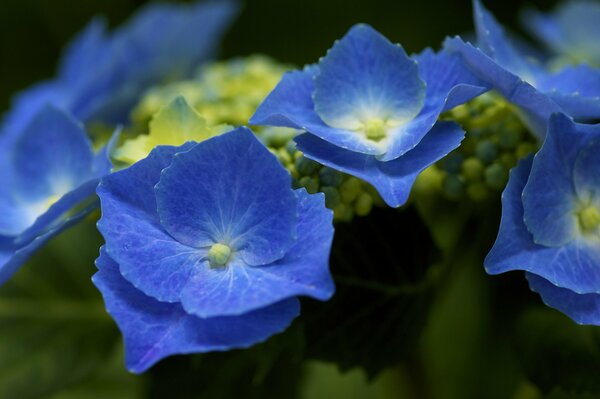 Blue hydrangea bush inflorescences