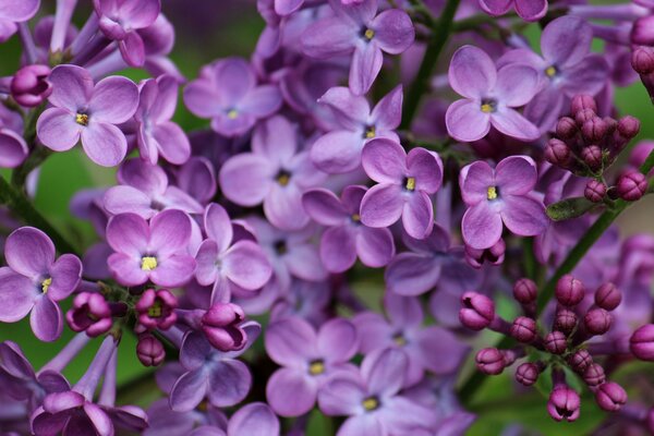 Lilac flowers close-up