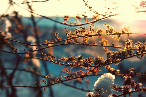 Tree branches in the sun