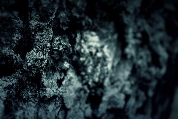 The mood of autumn. Tree bark in focus