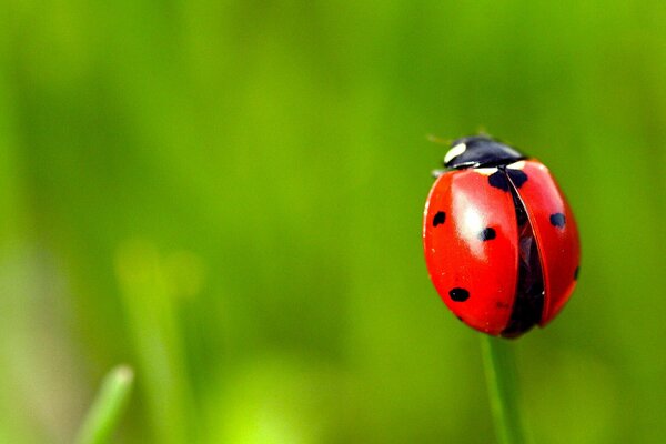 Ladybug sitting on a blade of grass
