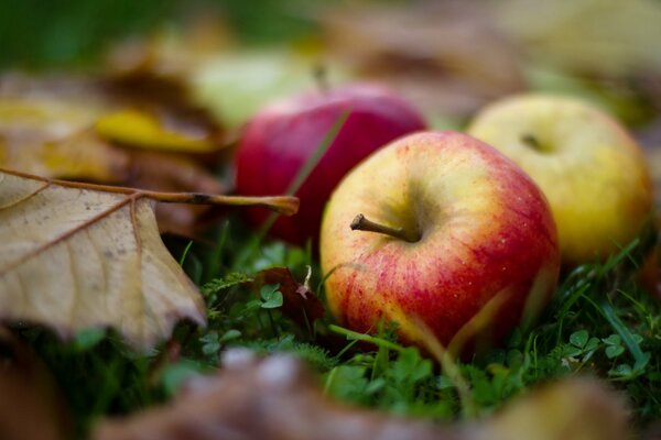 Ripe apples in autumn leaves on the grass