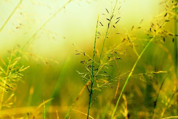 A green blade of grass got tangled in the rays of the sun. Odino