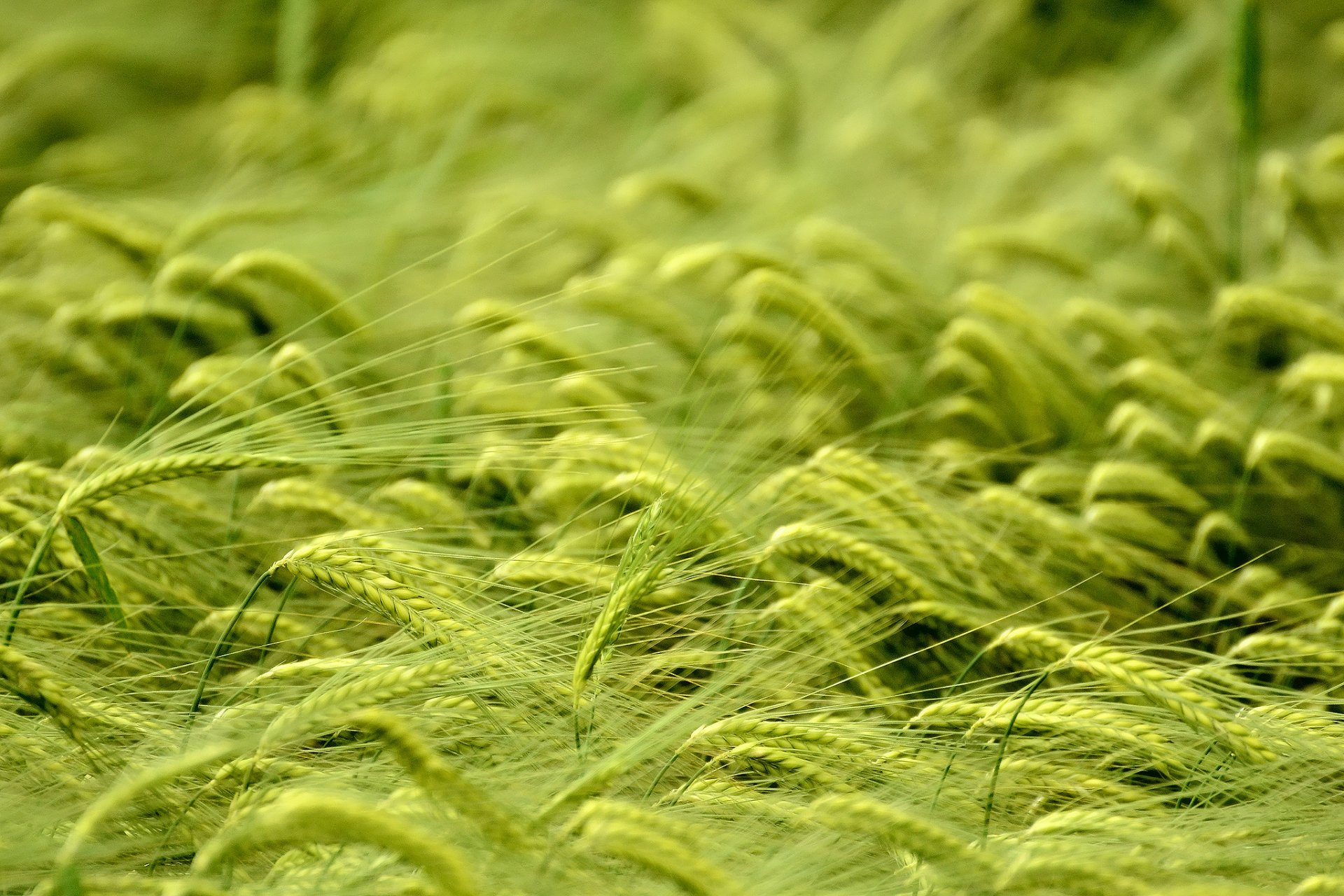 close up the field wheat spike
