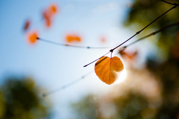 Yellow leaf on a blurry background