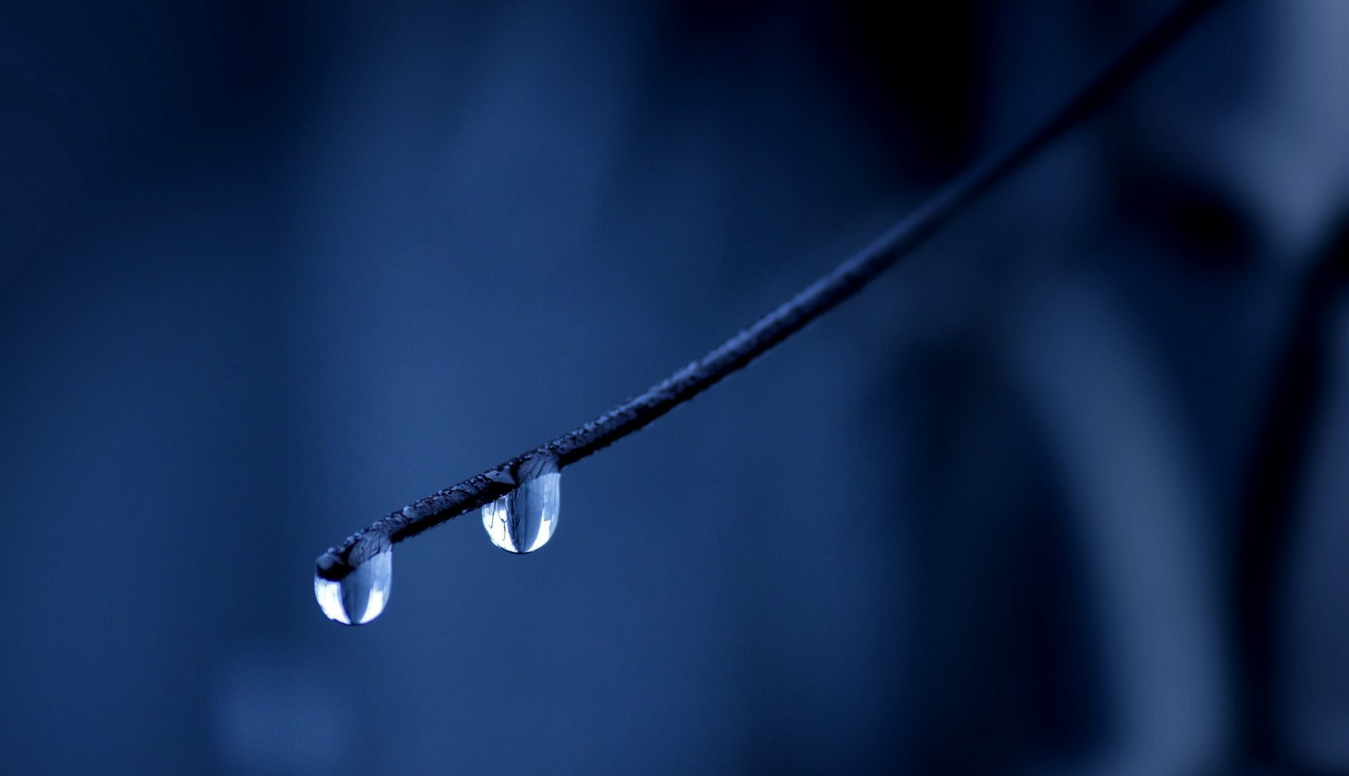 drops droplets branch blue background